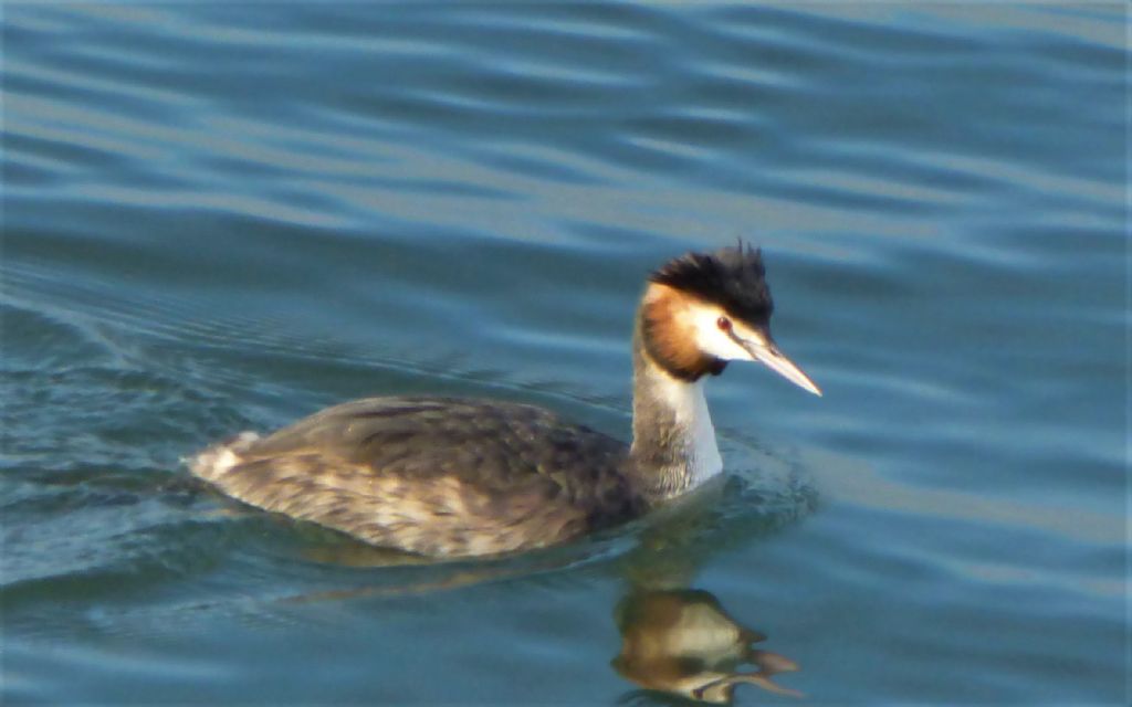 Svasso maggiore (Podiceps cristatus)